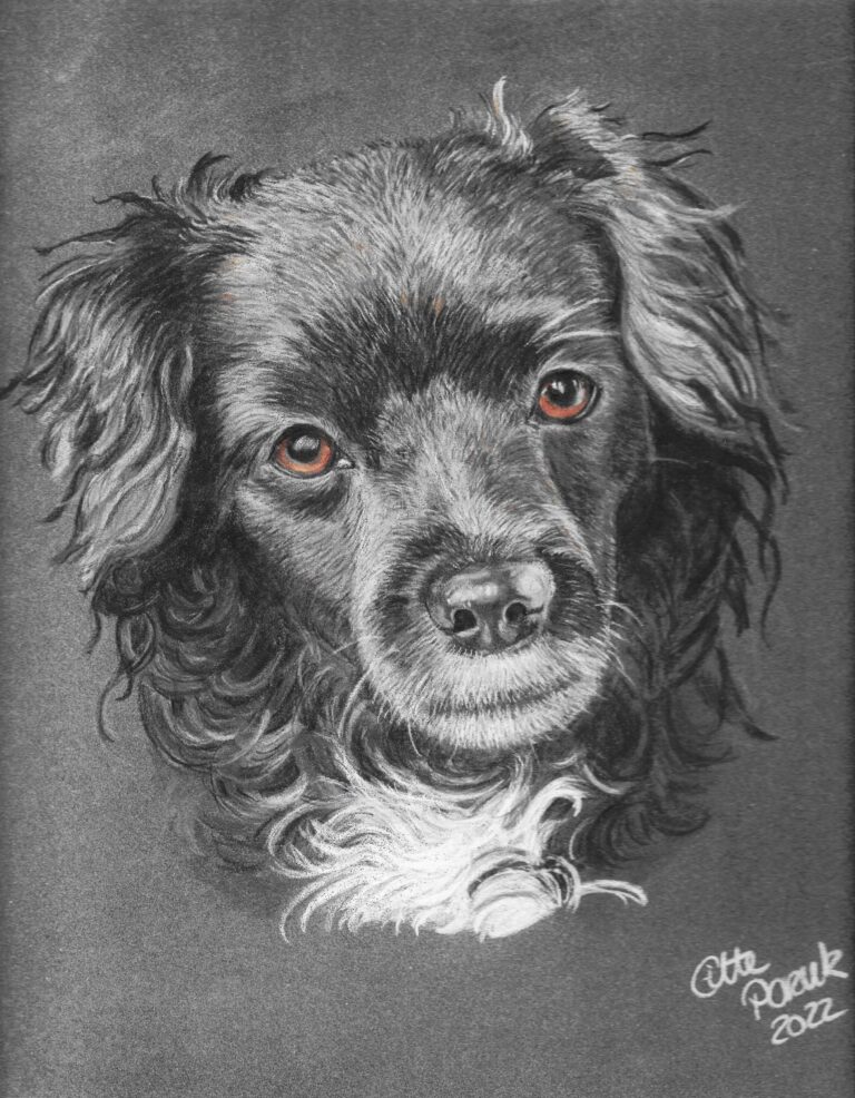 Buntstiftzeichung Portrai Hund