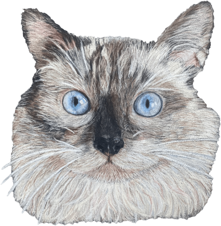 selbst gemaltes Portrait einer Katze